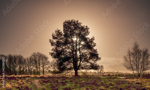 Fotografie Ermelosche Heide with dry nature and huge trees