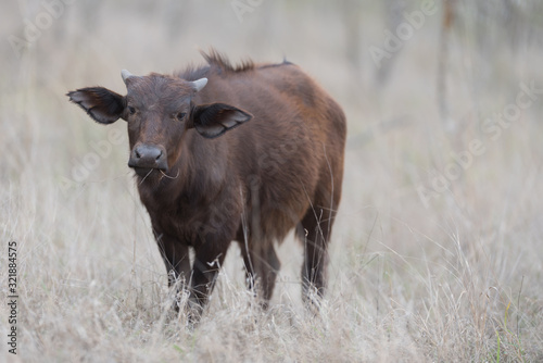Fototapeta Naklejka Na Ścianę i Meble -  Cape buffalo, African buffalo in the wilderness