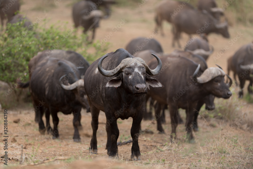 Cape buffalo, African buffalo in the wilderness Cape buffalo, African buffalo in the wilderness