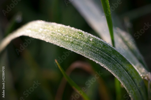blade of grass covered with frost in a sunny day.