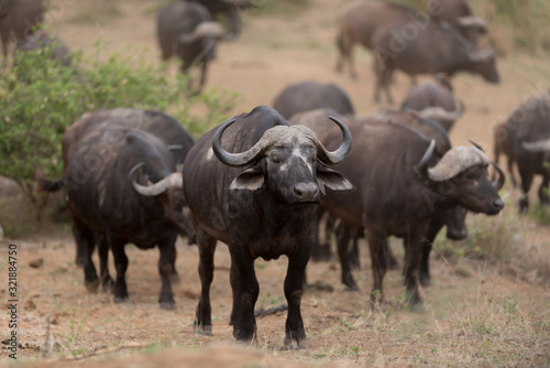 Cape buffalo  African buffalo in the wilderness