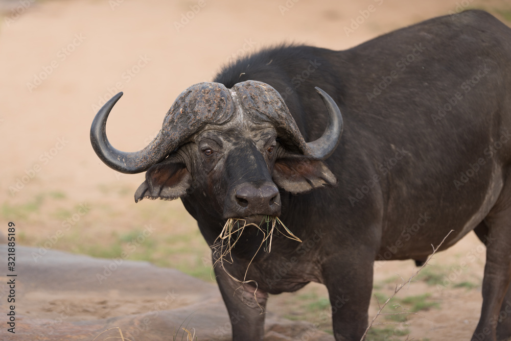 Cape buffalo, African buffalo in the wilderness Cape buffalo, African buffalo in the wilderness