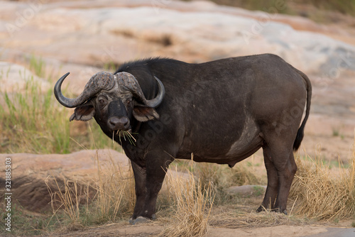 Cape buffalo  African buffalo in the wilderness