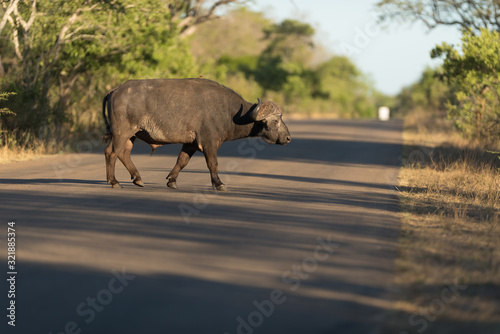 Cape buffalo, African buffalo in the wilderness