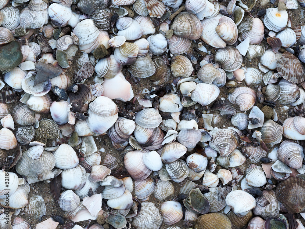 Sea shells on beach,