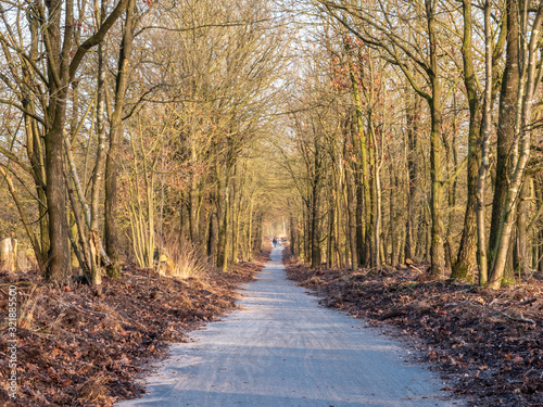 Straight path with clear nature future vision to a vanishing point