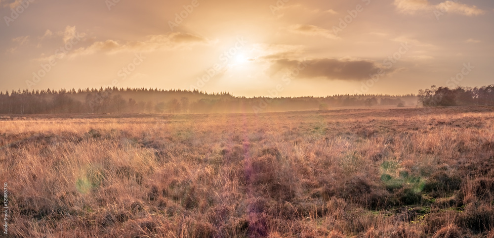 Ermelosche Heide with dry nature and huge trees