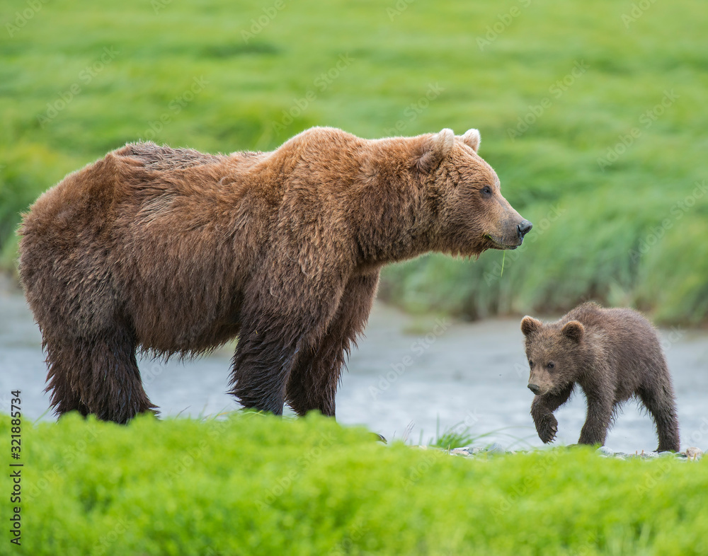 Brown Bear Mother and Cub McNeil River, Alaska Brown Bear Mother and Cub McNeil River, Alaska