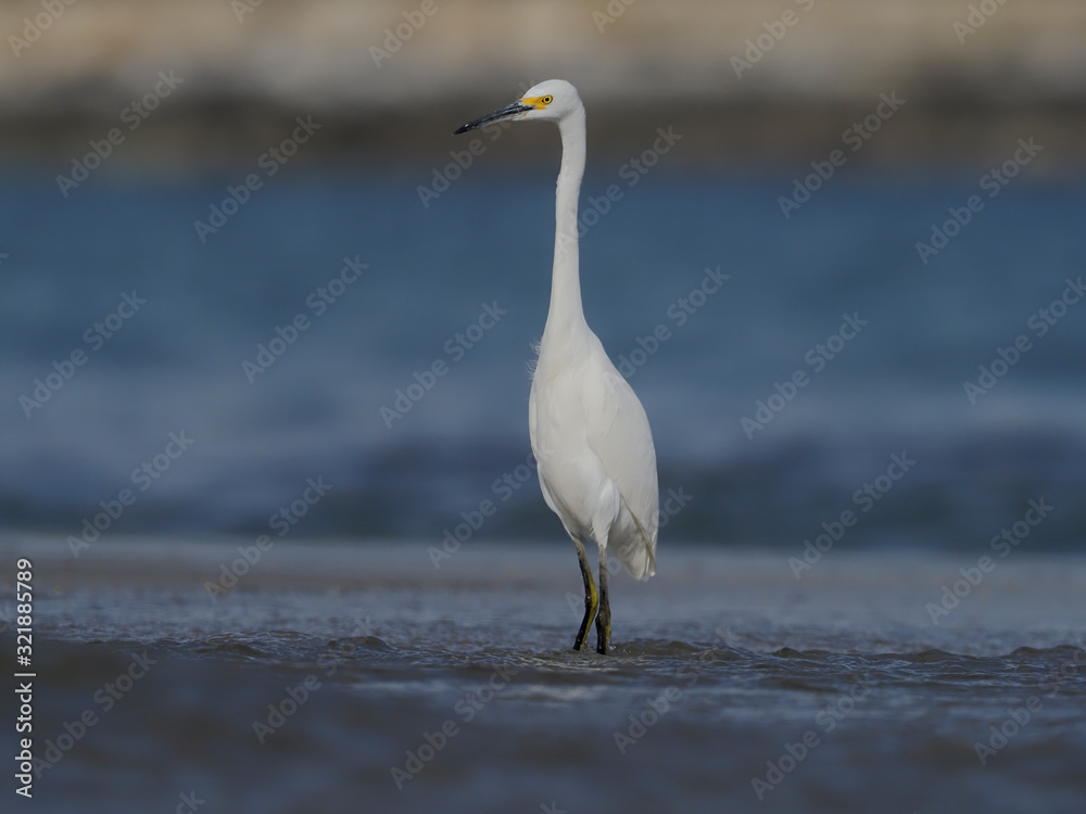 Snowy egret, Egretta thula Snowy egret, Egretta thula