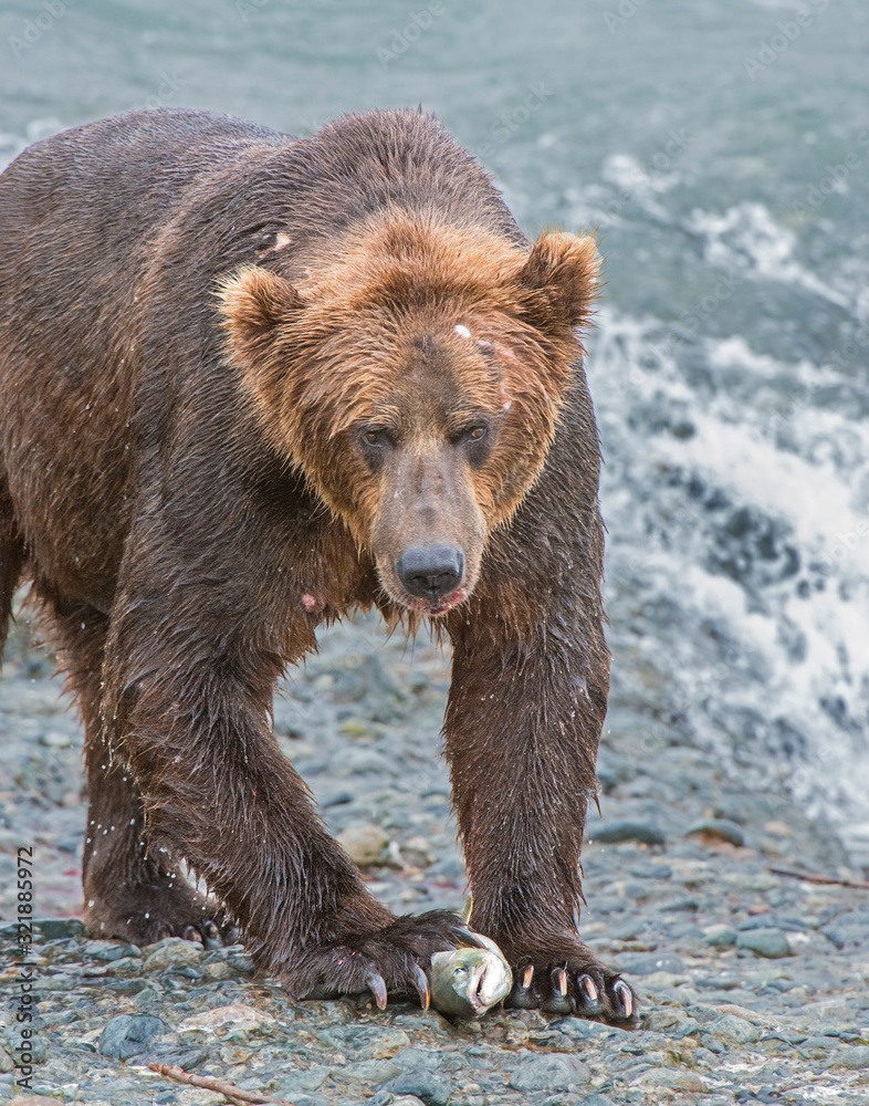 Brown Bear fishing for Salmon at McNeil River, Alaska