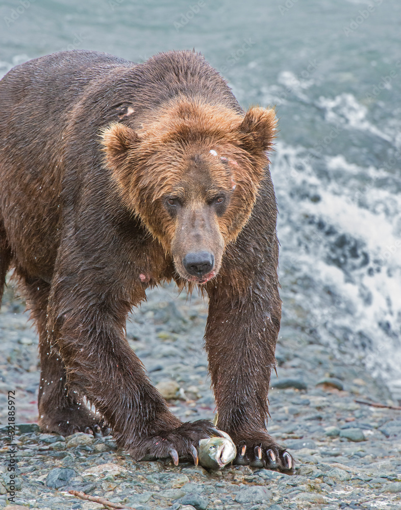 Brown Bear fishing for Salmon at McNeil River, Alaska Brown Bear fishing for Salmon at McNeil River, Alaska