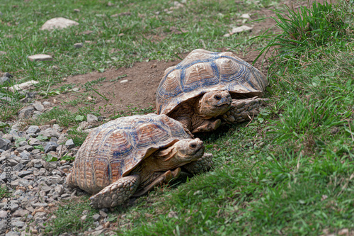 2 tortoises head for greener pastures at zoo in Upstate NY
