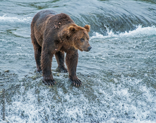 Brown Bear fishing for Salmon at McNeal River, Alaska photo