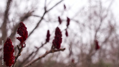 Red Staghorn Poison Sumac plants growing in barren forest photo