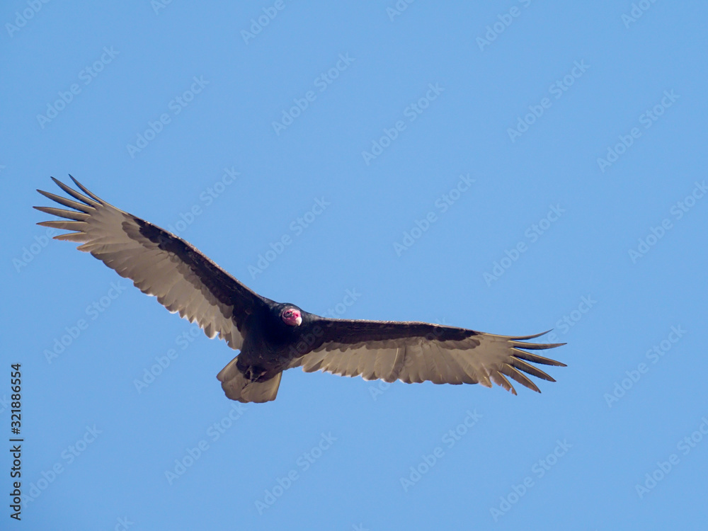 Fototapeta premium Turkey vulture, Cathartes aura