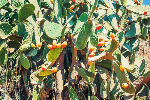 Prickly pear cactus (Opuntia ficus-indica) with sweet orange fruits. photo