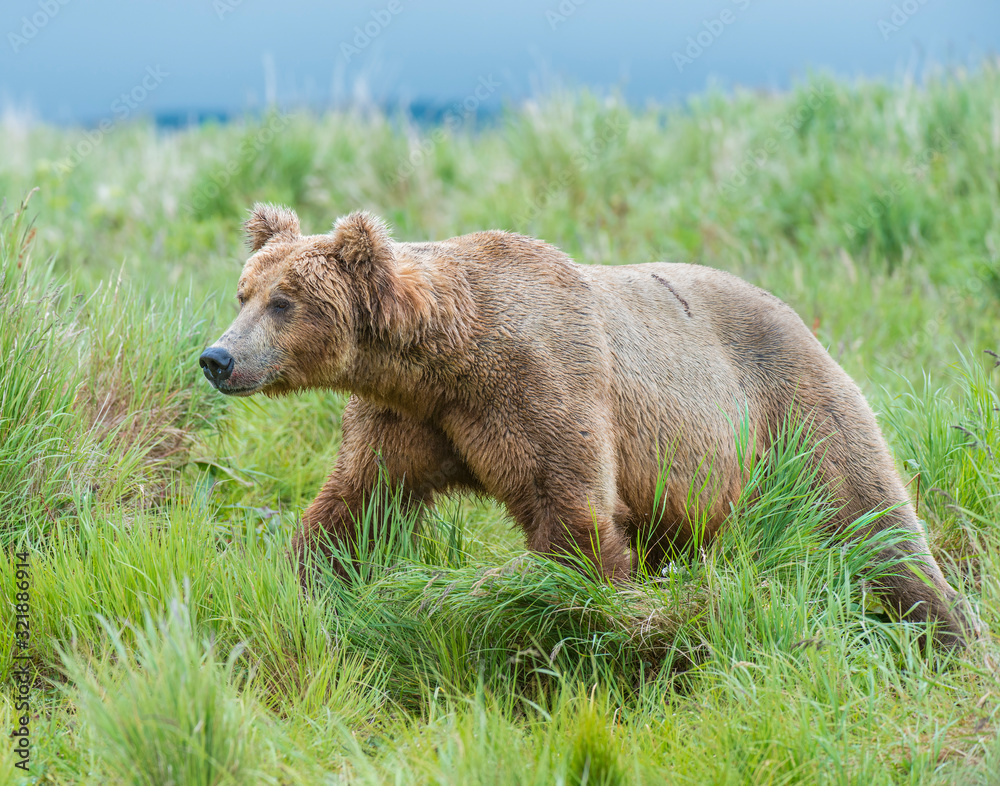 Fototapeta premium Brown Bear fishing for Salmon in Alaska