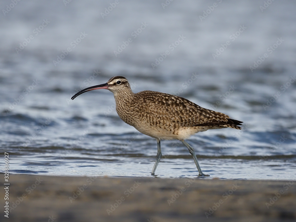 Obraz premium Whimbrel, Numenius phaeopus