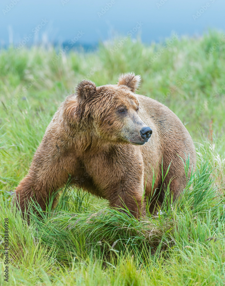 Obraz premium Brown Bear fishing for Salmon in Alaska