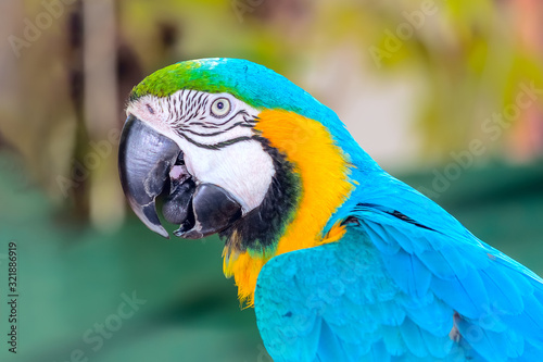 Ara is a genus of macaws, the green-winged macaw, also known as the red-and-green © runny1975