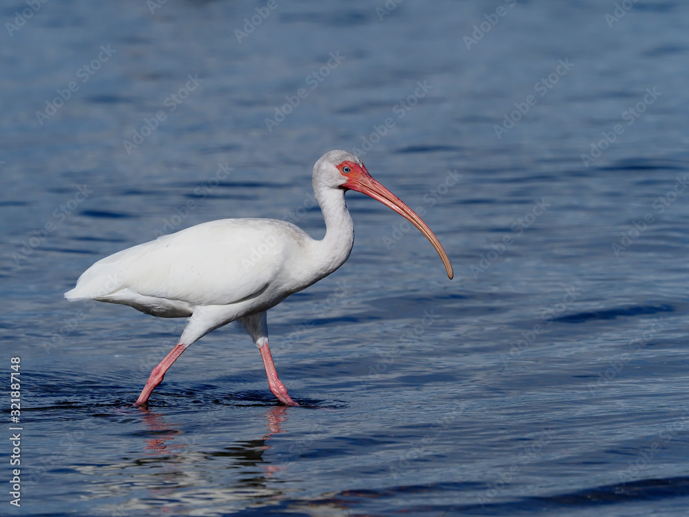White ibis, Eudocimus albus,