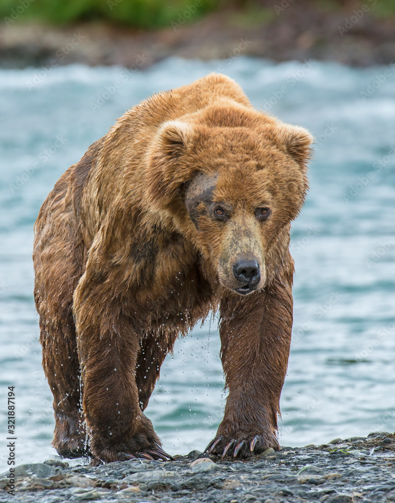 Brown Bear fishing for Salmon in Alaska Brown Bear fishing for Salmon in Alaska