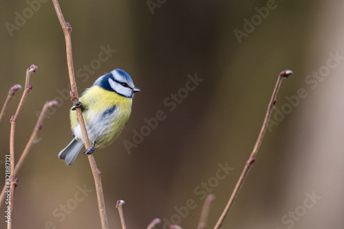 Eurasian blue tit perched on branch with brown background