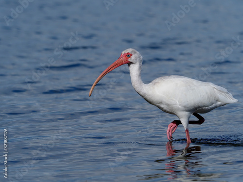White ibis, Eudocimus albus,