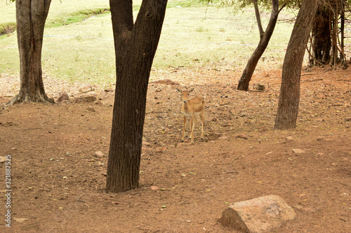 feeding Deer group in Jungle zoo park