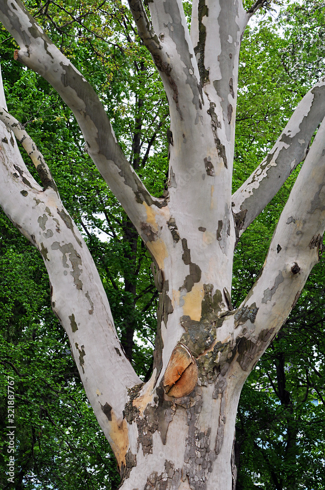 Fototapeta premium Single Platanus tree in a park
