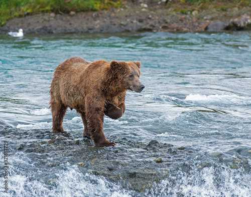 Brown Bear fishing for Salmon in Alaska