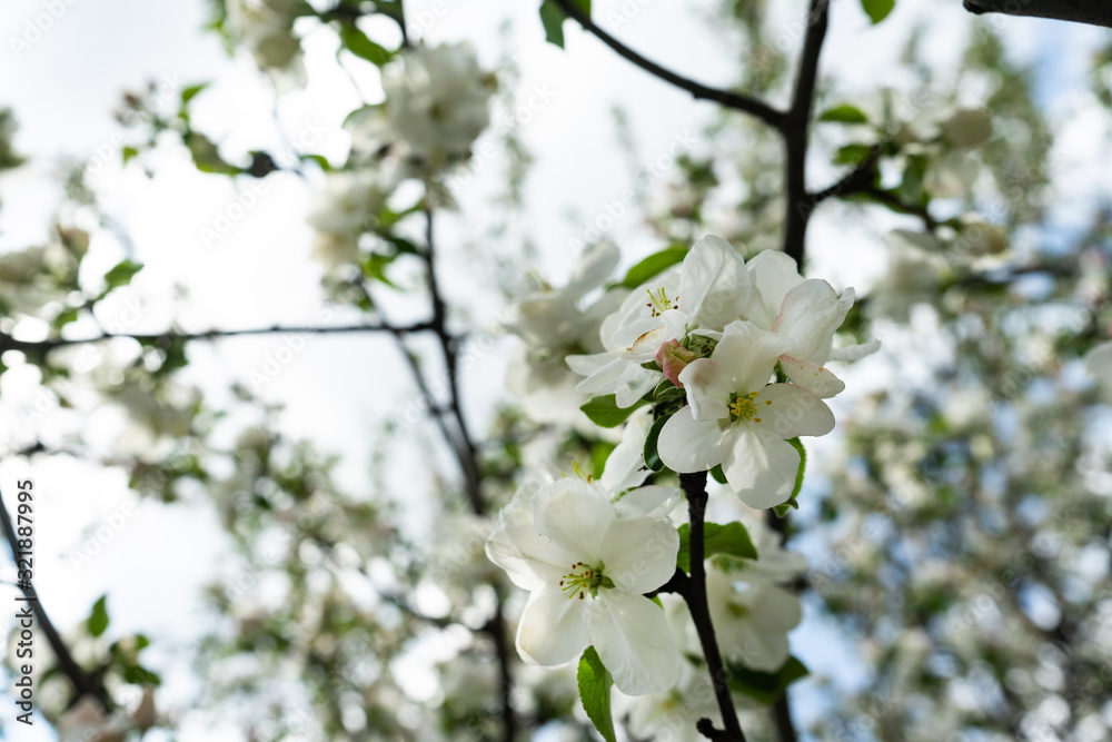 Blossoming flowers on the apple tree. Spring time.