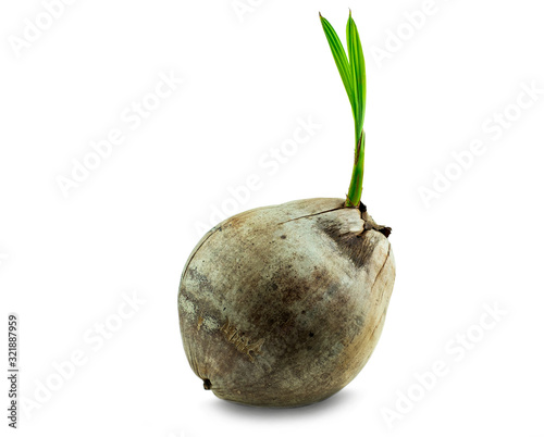 Young sprout of coconut tree grown up at the white background