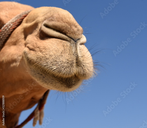 Nase und Maul eines Kamels vor blauem Himmel © thauwald-pictures