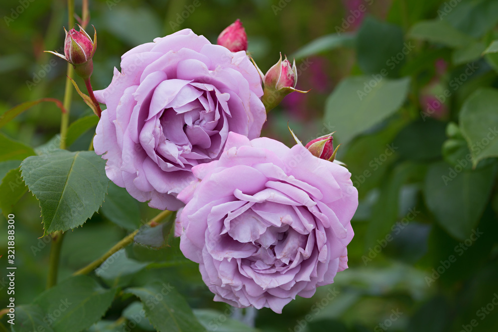 two light purple blooming roses, special variety two light purple blooming roses, special variety