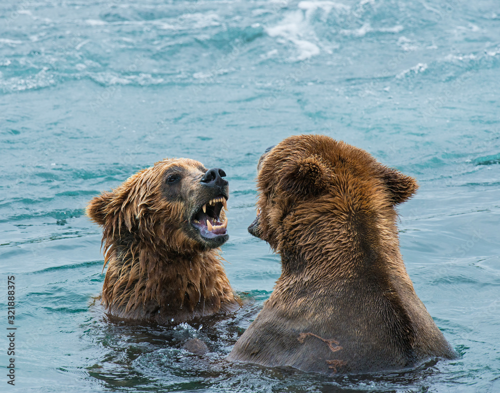 Obraz premium Brown Bear fishing for Salmon in Alaska