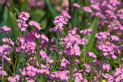 closeup of pink forgetmenot spring flowers