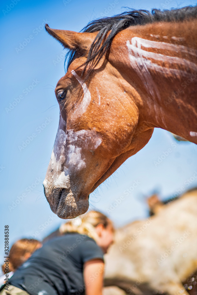 Obraz premium Horses against the sky. Photographed close-up.