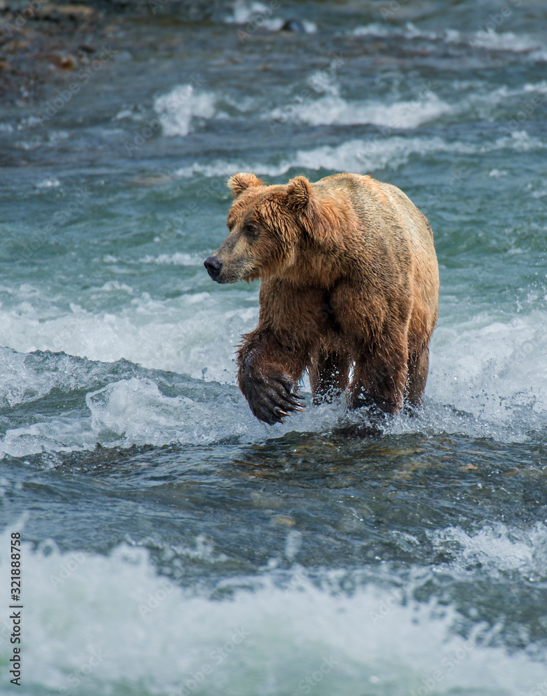 Brown Bear fishing for Salmon at McNeil River, Alaska Brown Bear fishing for Salmon at McNeil River, Alaska