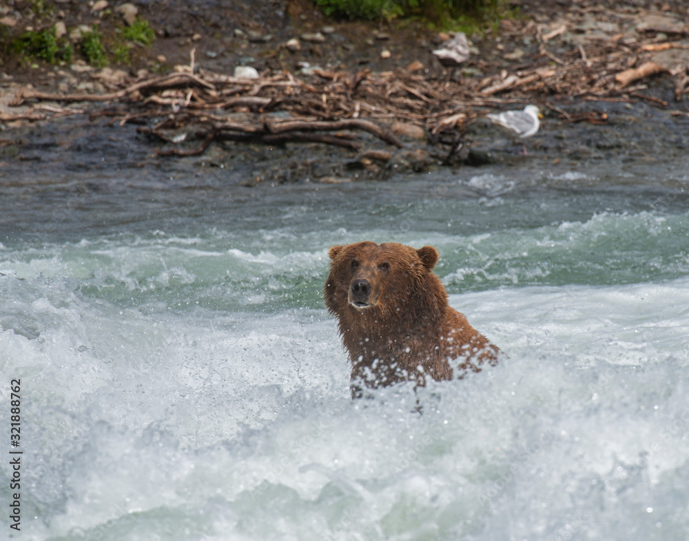 Brown Bear fishing for Salmon at McNeil River, Alaska Brown Bear fishing for Salmon at McNeil River, Alaska