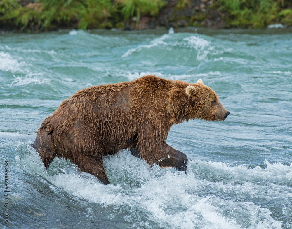 Brown Bear fishing for Salmon at McNeil River, Alaska Brown Bear fishing for Salmon at McNeil River, Alaska