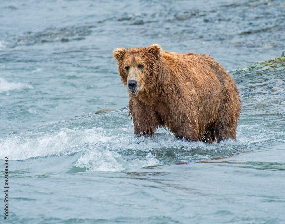 Brown Bear fishing for Salmon at McNeil River, Alaska Brown Bear fishing for Salmon at McNeil River, Alaska