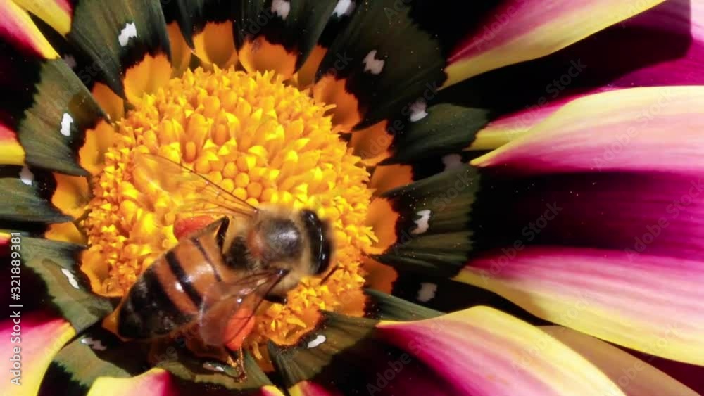 Close up de abelha na flor