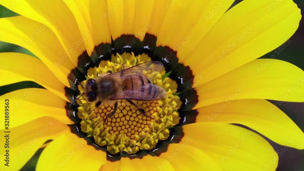 Close up de abelha na flor