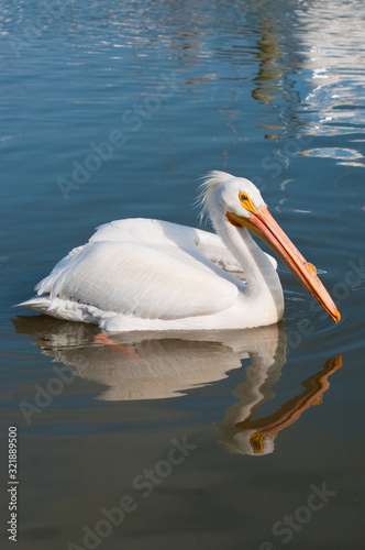 American White Pelican - Pelecanus erythrorhynchos
