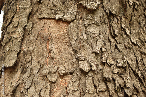 Natural Tree Bark Peeled Texture Background Image