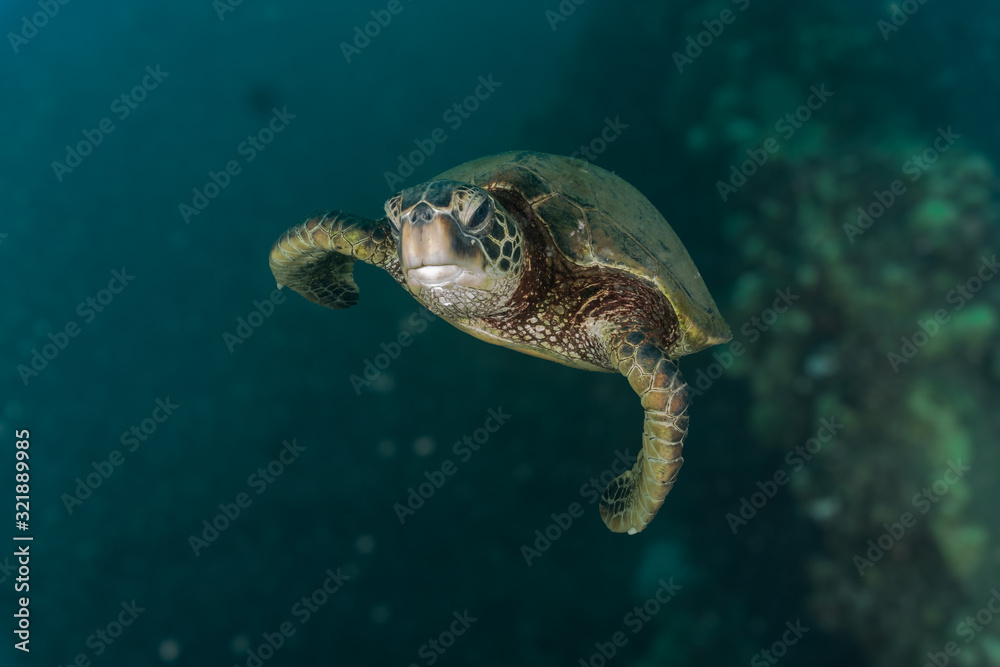 Obraz premium depth perception turtle