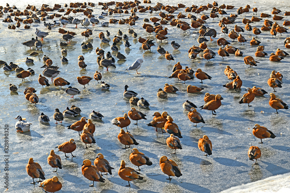 Fototapeta premium Bird's lake. Ducks and Ruddy shelducks stand on ice
