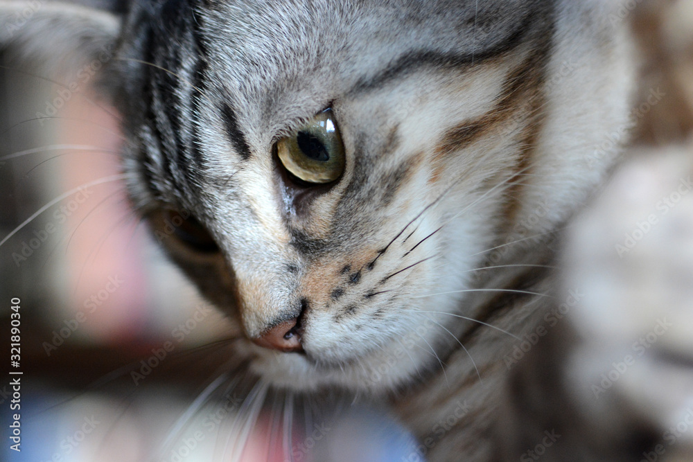 Naklejka premium my beautiful Bengal cat