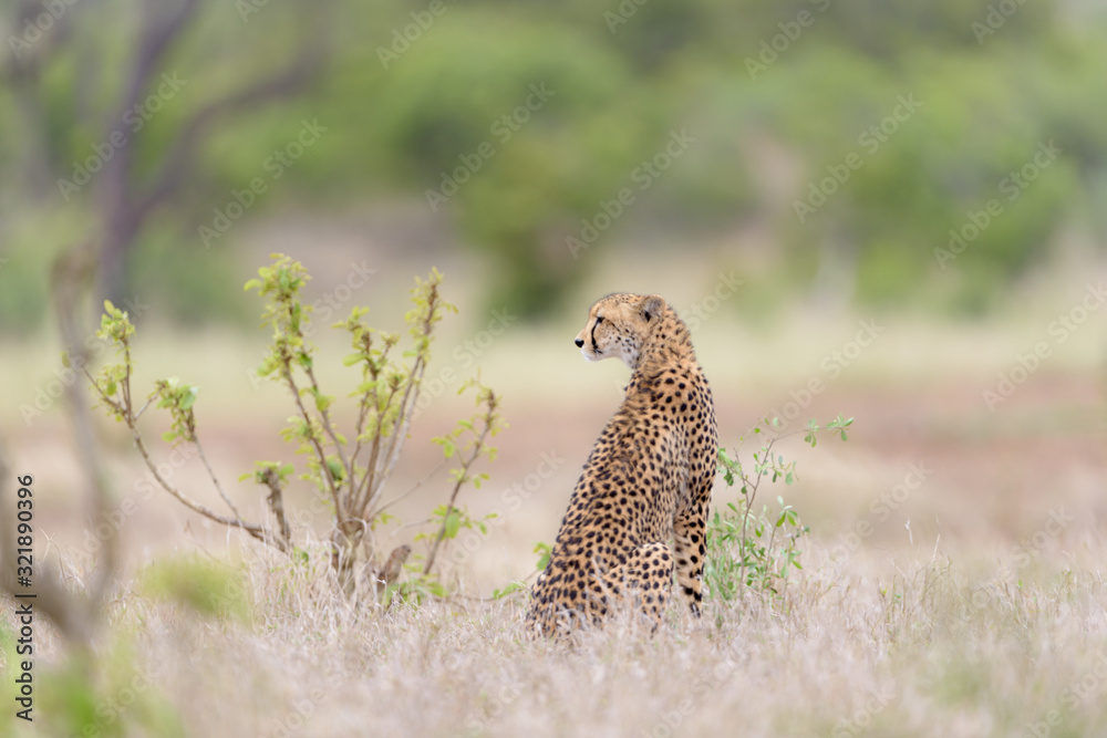 Φωτογραφία Cheetah in the wilderness of Africa, cheetah cub, cheetah mom